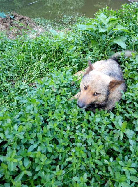 家裏養個狐狸仙